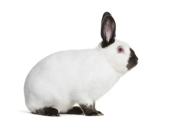 ABHD5 Antibody Primary Rabbit Polyclonal - 200ul